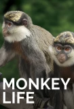 Poster for Monkey Life