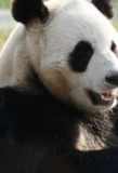 Poster for Giant Pandas Go Wild