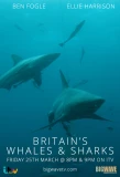 Poster for Britain's Whales and Sharks
