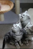 Poster for The Secret Life of Kittens