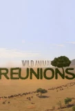 Poster for Wild Animal Reunions