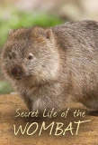 Poster for Secret Life of the Wombat