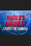 Poster for World's Angriest