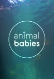 Poster for Animal Babies