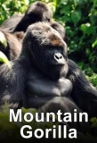Poster for Mountain Gorilla: Mission Critical
