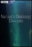 Poster for Nature's Greatest Dancers