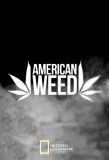 Poster for American Weed