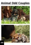 Poster for Animal Odd Couples