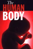 Poster for The Human Body
