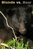 Poster for Blonde vs. Bear