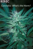 Poster for Cannabis: What's the Harm?