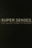 Poster for Super Senses: The Secret Power of Animals