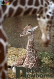 Poster for Nature's Newborns