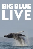 Poster for Big Blue Live