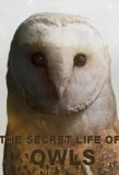 Poster for The Secret Life of Owls