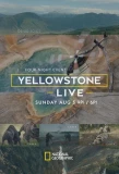 Poster for Yellowstone Live