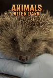 Poster for Animals After Dark