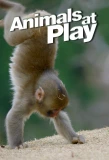 Poster for Animals at Play