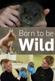 Poster for Born to Be Wild