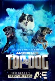 Poster for America's Top Dog