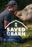 Poster for Saved by the Barn