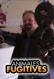 Poster for Animal Fugitives