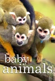 Poster for Baby Animals