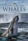 Poster for Secrets of the Whales