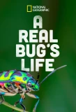 Poster for A Real Bug's Life