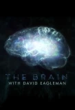 Poster for The Brain with David Eagleman