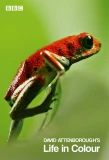 Poster for Attenborough's Life in Colour