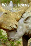 Poster for Wildlife Icons
