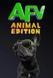 Poster for America's Funniest Home Videos: Animal Edition