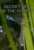 Poster for Secret Life of the Forest
