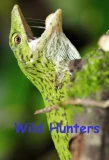Poster for Wild Hunters