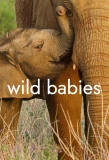 Poster for Wild Babies