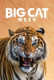 Poster for Big Cat Week