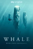 Poster for Whale with Steve Backshall