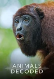 Poster for Animals Decoded