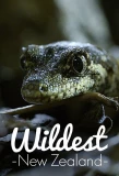 Poster for Wildest New Zealand
