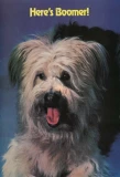 Poster for Here's Boomer