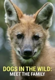 Poster for Dogs in the Wild: Meet the Family
