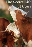 Poster for The Secret Life of Cows