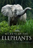 Poster for Secrets of the Elephants