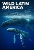 Poster for Wild Latin America