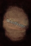 Poster for DinoSapien