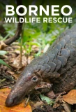 Poster for Borneo Wildlife Rescue