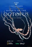 Poster for Secrets of the Octopus