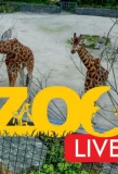 Poster for Zoo Live