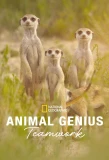 Poster for Animal Genius
